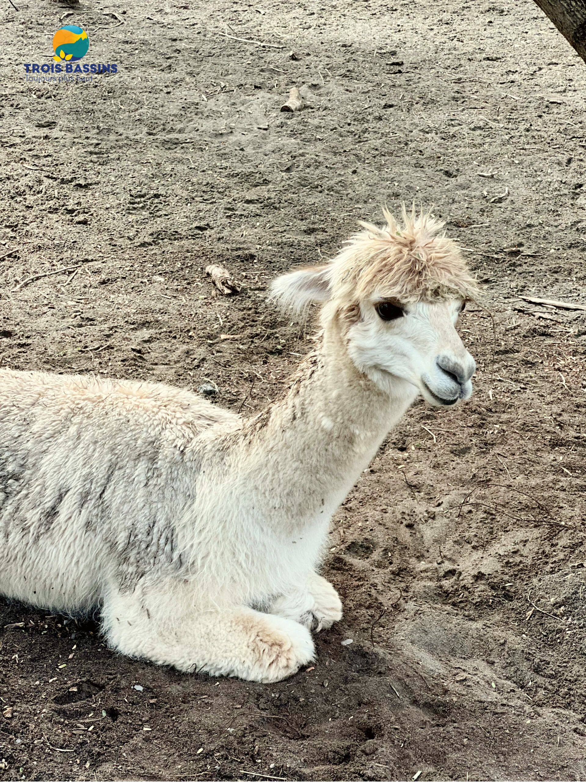 DRE sortie zooparc6 DRE sortie zooparc6