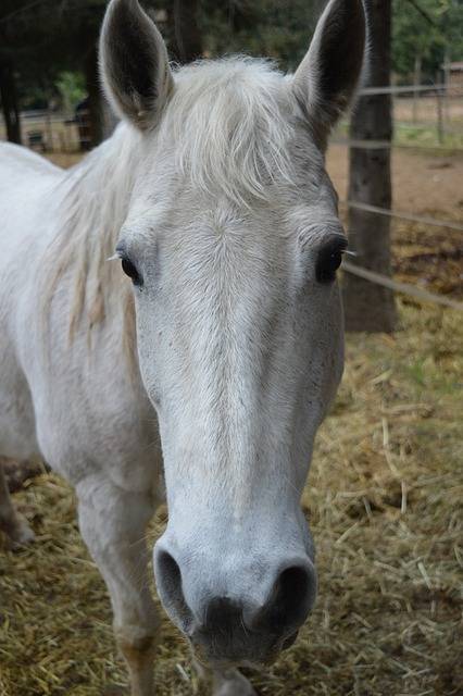 horse-4898004_640