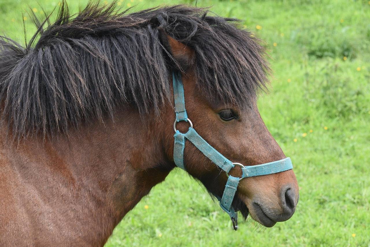 shetland-pony-5159562_1280